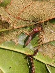 Rectiostoma xanthobasis