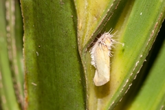 Ormenaria rufifascia