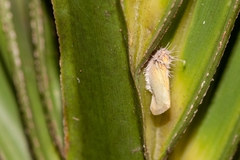 Ormenaria rufifascia