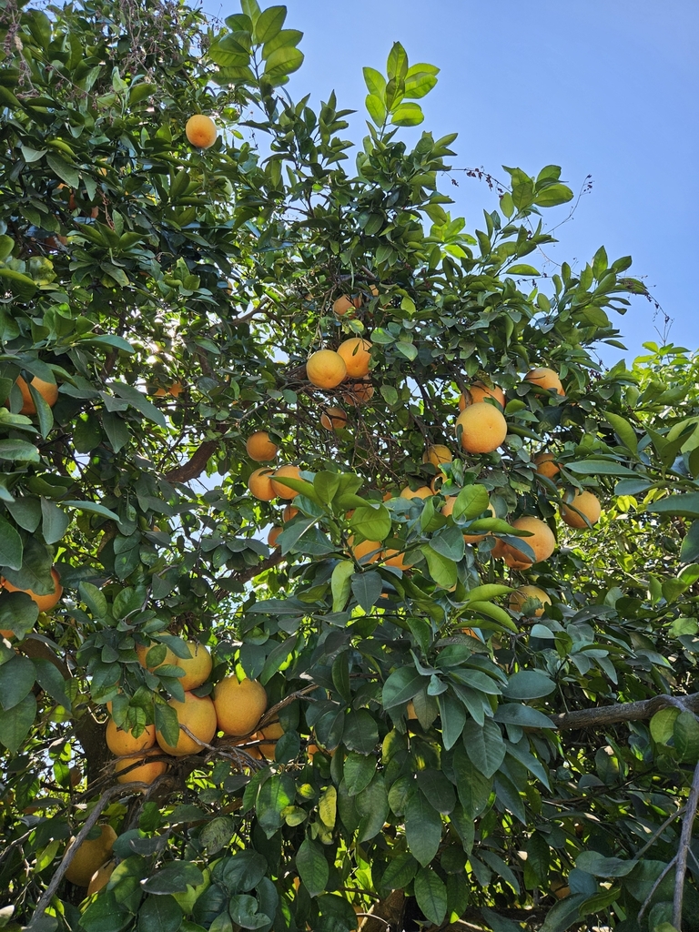 Pomelo
