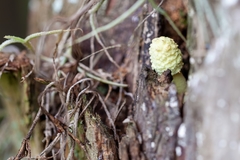 Leucocoprinus birnbaumii image