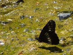 Catasticta flisa flisa