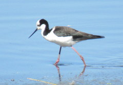 Himantopus mexicanus