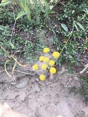 Bupleurum americanum