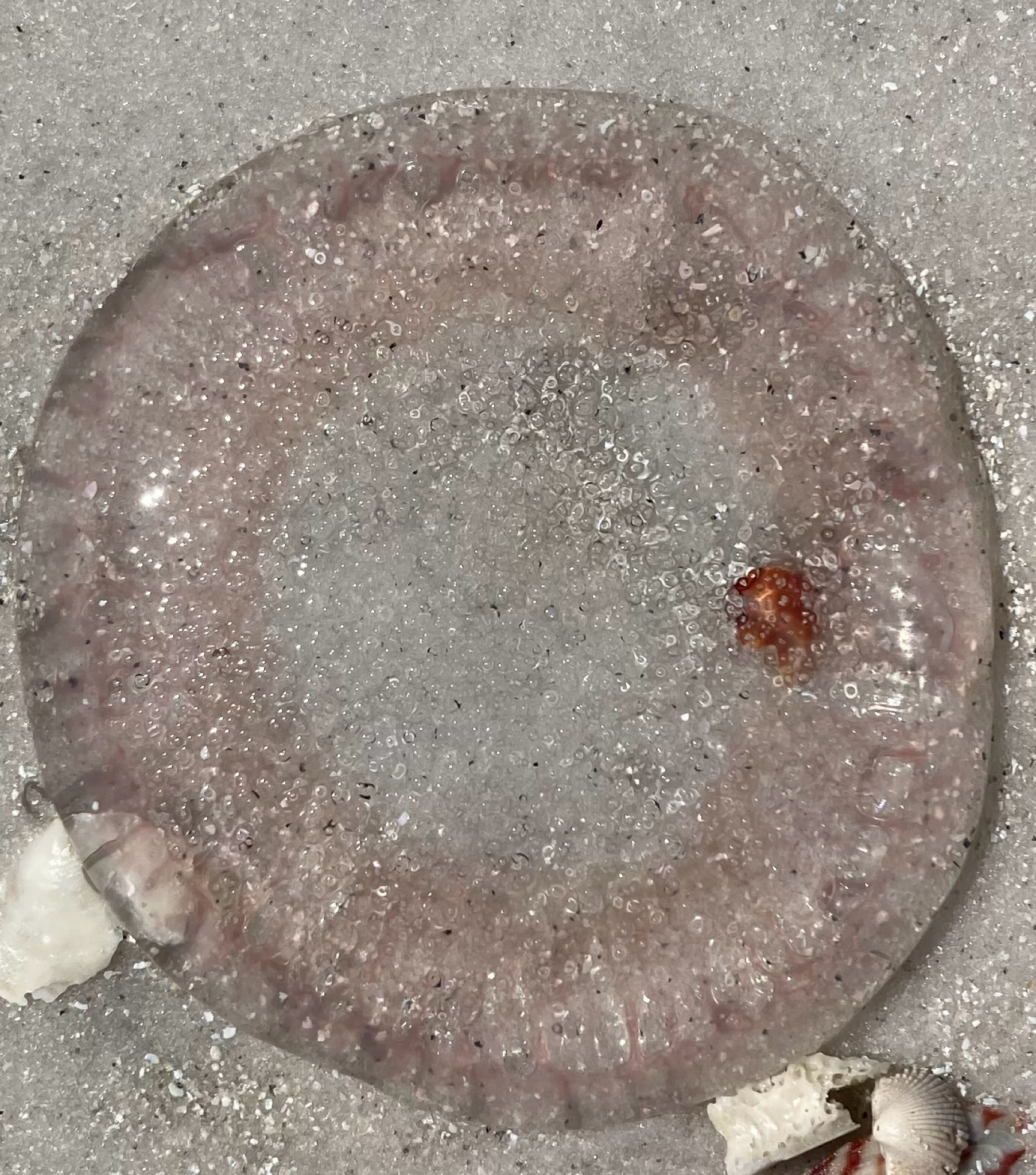 Rhacostoma atlanticum L.Agassiz, 1851