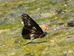 Catasticta flisa flisa