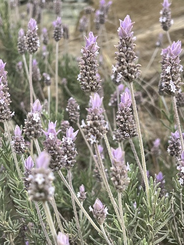 Lavandula dentata