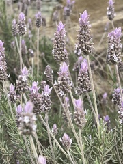 Lavandula dentata