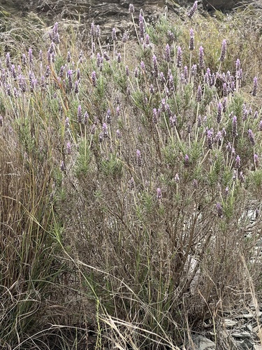 Lavandula dentata