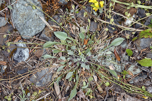 Physaria kingii ssp. diversifolia