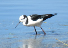Himantopus mexicanus