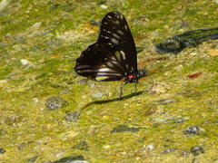 Catasticta flisa flisa