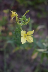 Oenothera rhombipetala
