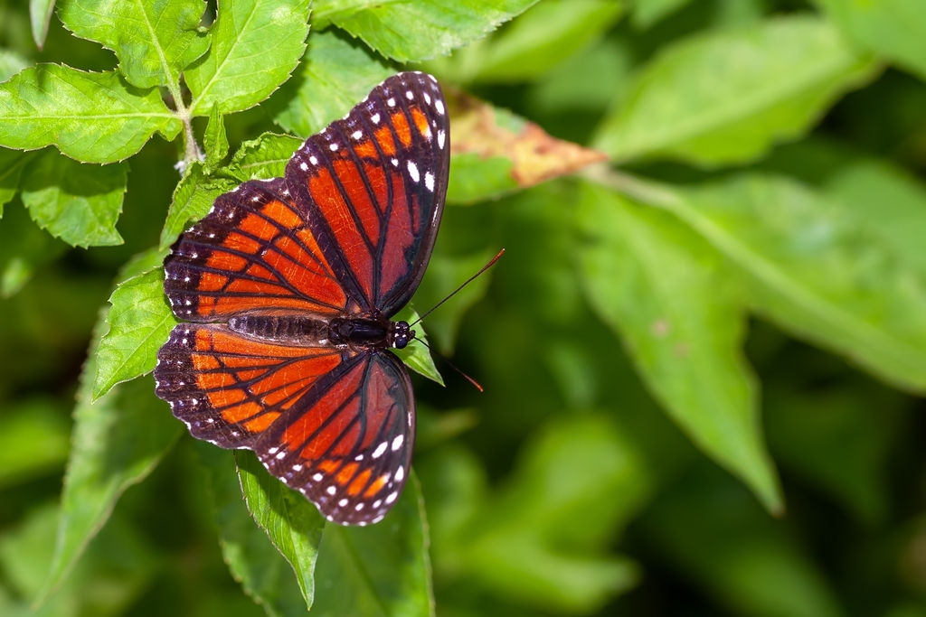 Florida Viceroy