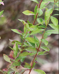 Vaccinium stamineum