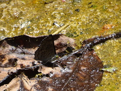 Lasaia sessilis
