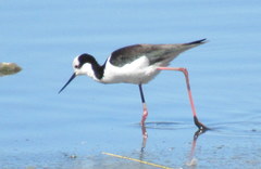 Himantopus mexicanus