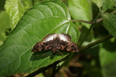 Noctuana lactifera