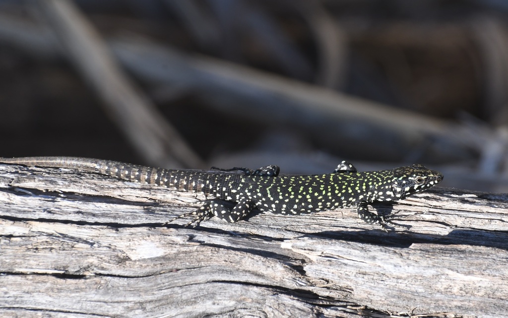 Podarcis muralis nigriventris