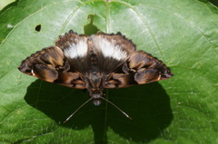 Noctuana lactifera