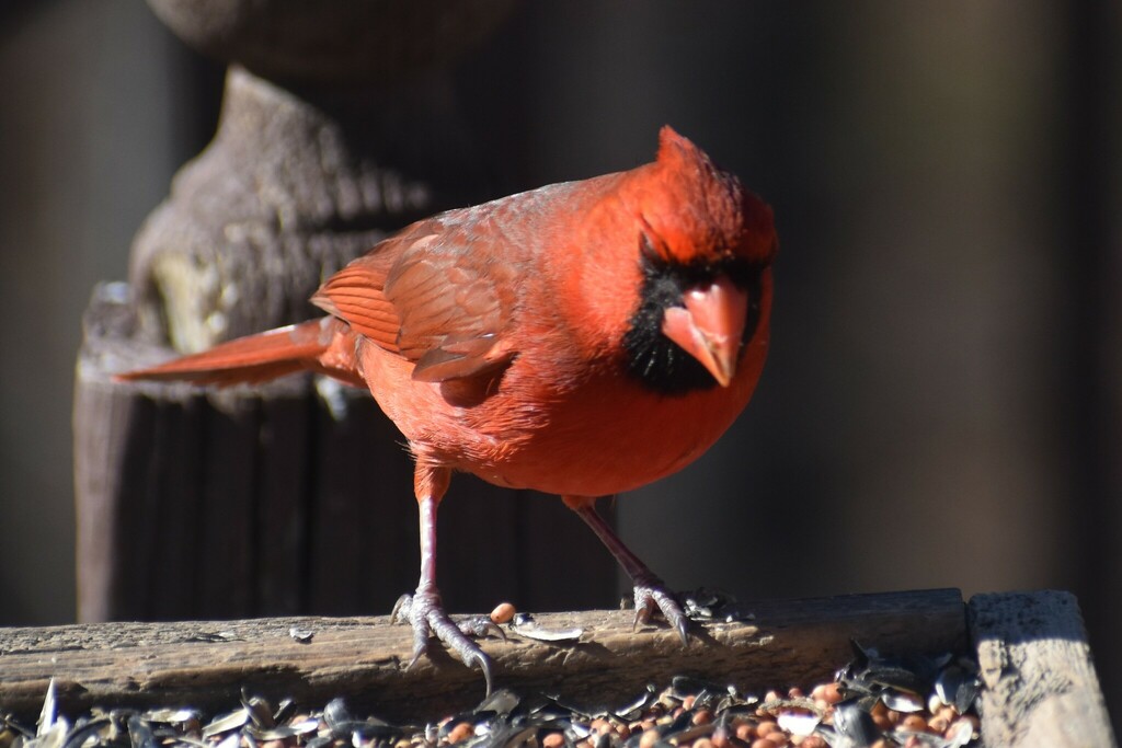 Northern Cardinal from Old Tennessee Pike Rd, Pinson, AL 35126, USA on ...