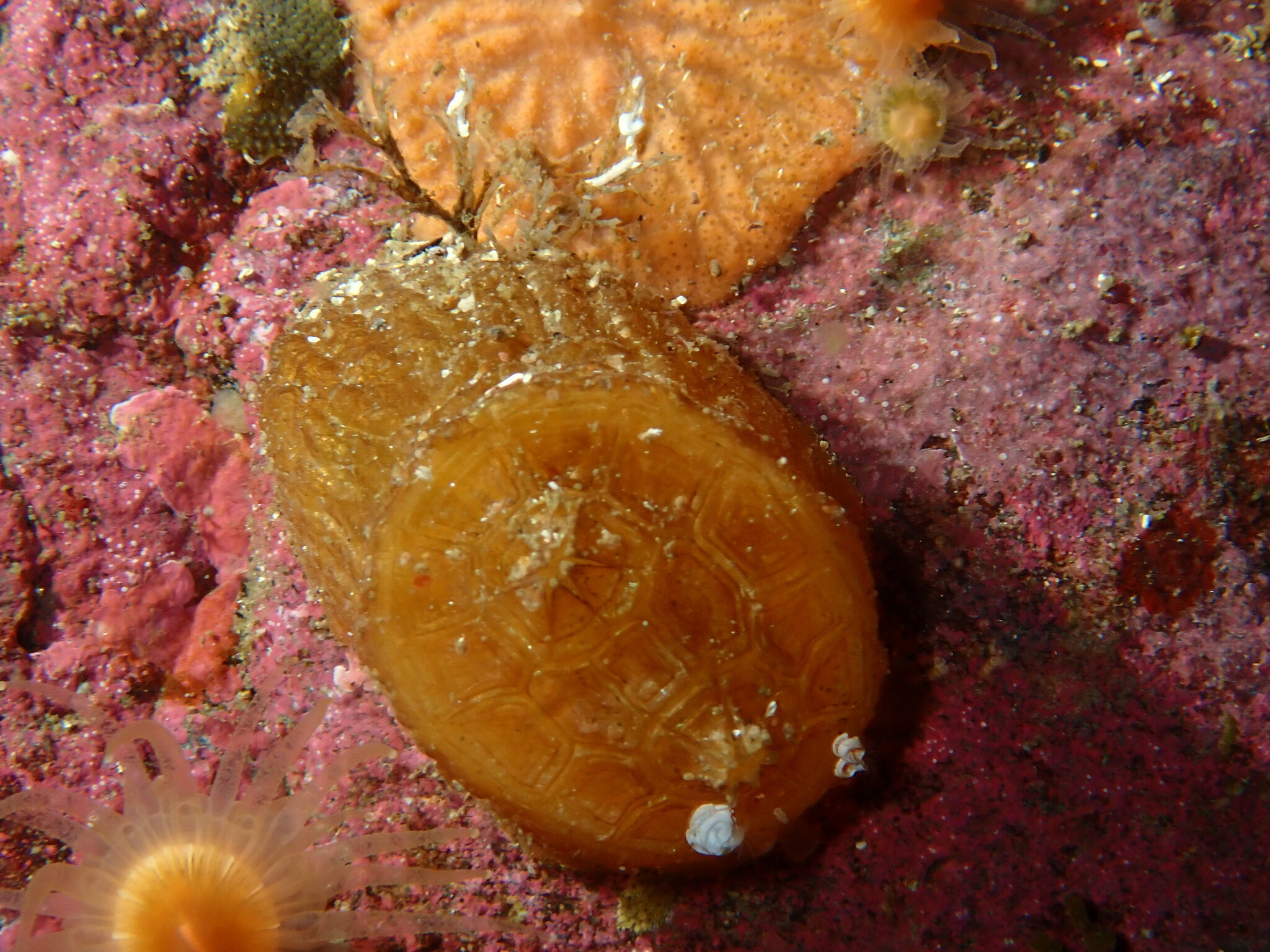 Chelyosoma productum Stimpson, 1864