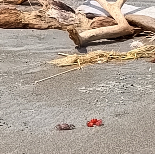 Painted Ghost Crab