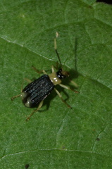 Paratriarius curtisii