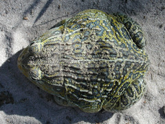 Pyxicephalus adspersus