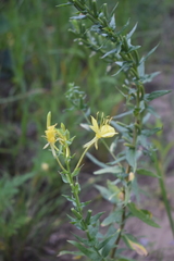 Oenothera rhombipetala