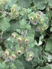 Arctium lappa