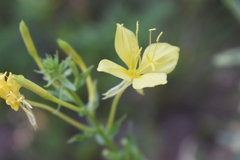 Oenothera rhombipetala