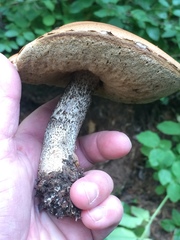 Leccinum insigne