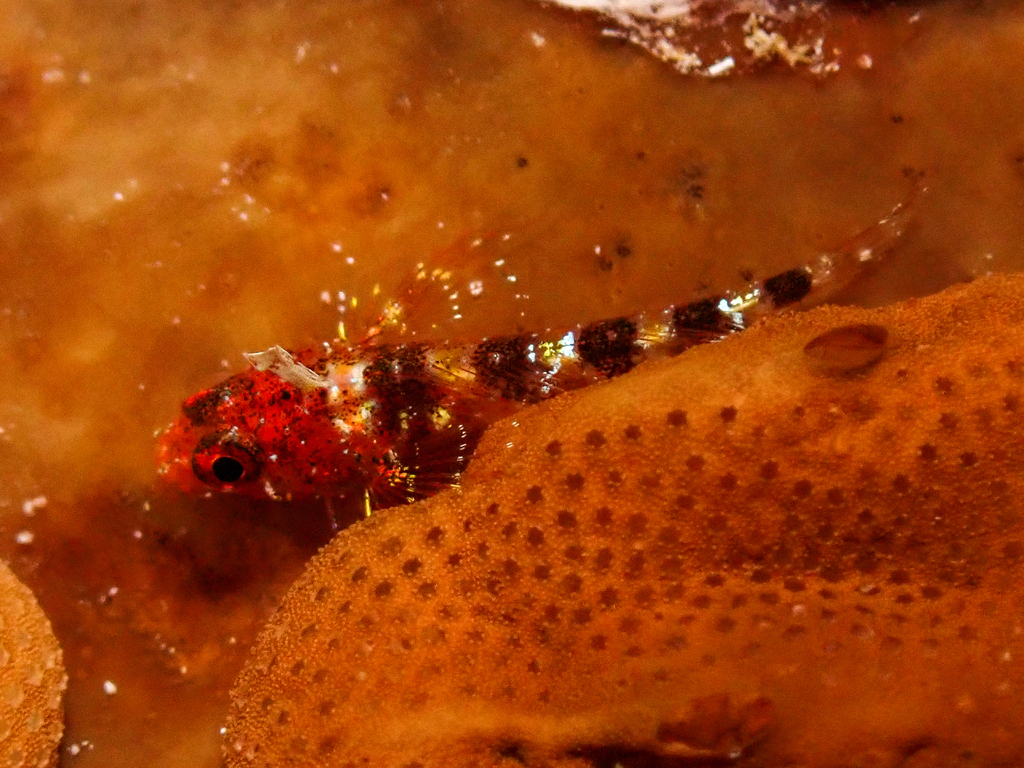 Roughhead Triplefin
