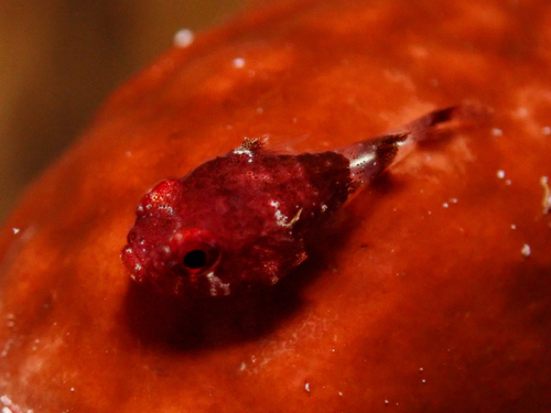 Red clingfish (Acyrtus rubiginosus) — Gobiesocidae — 4
