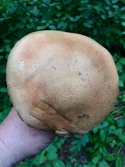Leccinum insigne