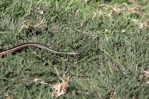 Lateral Water Snake