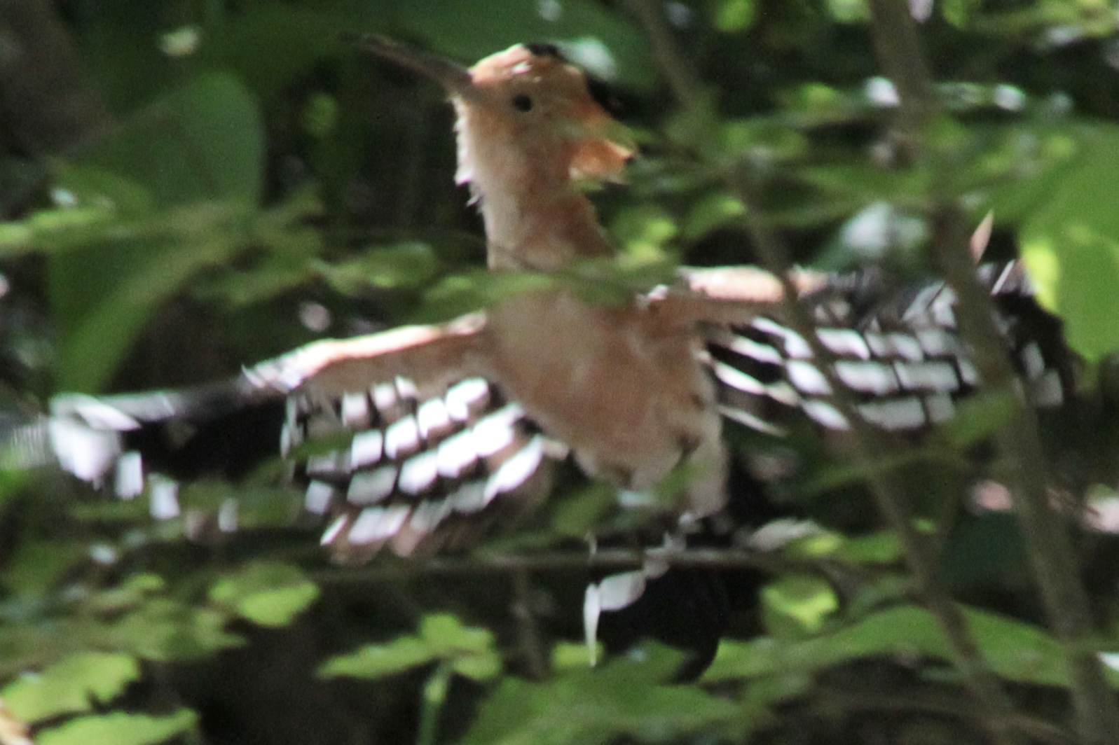 Madagascar Hoopoe (Upupa marginata), photo 2