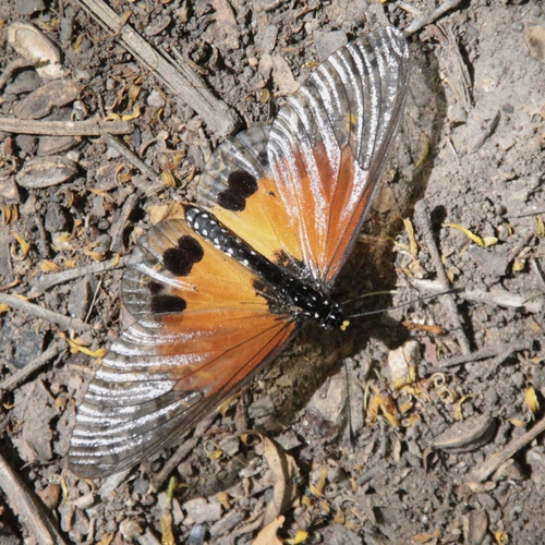 Acraea igati