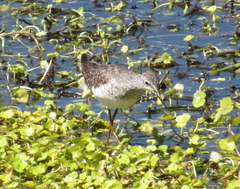 Tringa flavipes