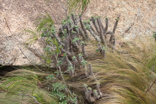 Euphorbia duranii, photograph 2