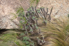 Euphorbia duranii, photograph (c) Matteo Bellucci, some rights reserved (CC BY)