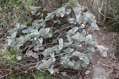 Kalanchoe orgyalis, photograph (c) Matteo Bellucci, some rights reserved (CC BY)
