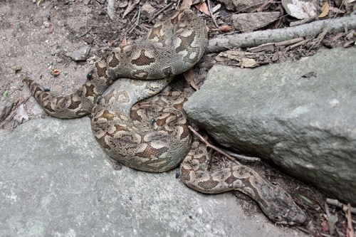 Dumeril's Boa
