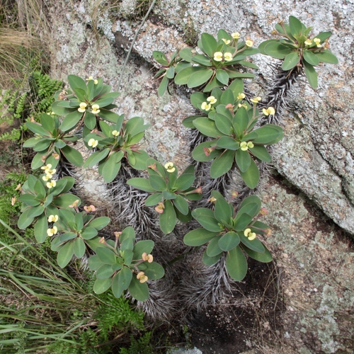 Euphorbia duranii