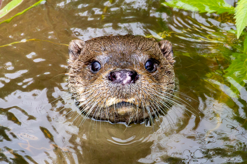 Nutria paleártica (Lutra lutra)