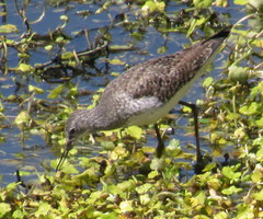 Tringa flavipes