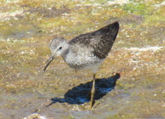 Tringa flavipes