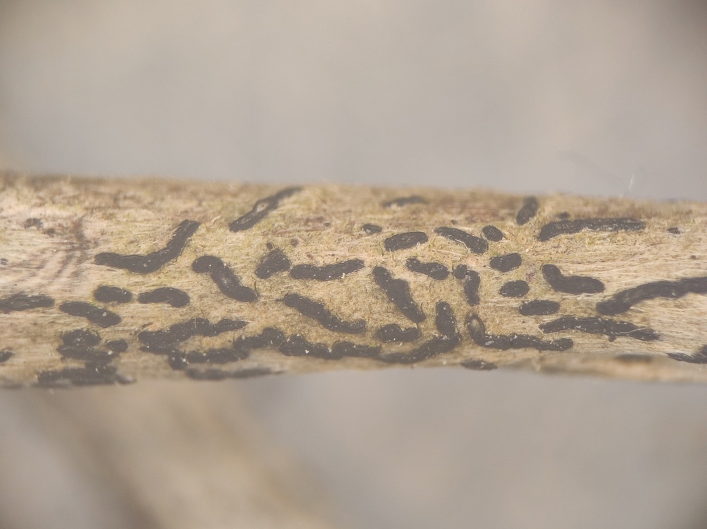 Opegrapha celtidicola