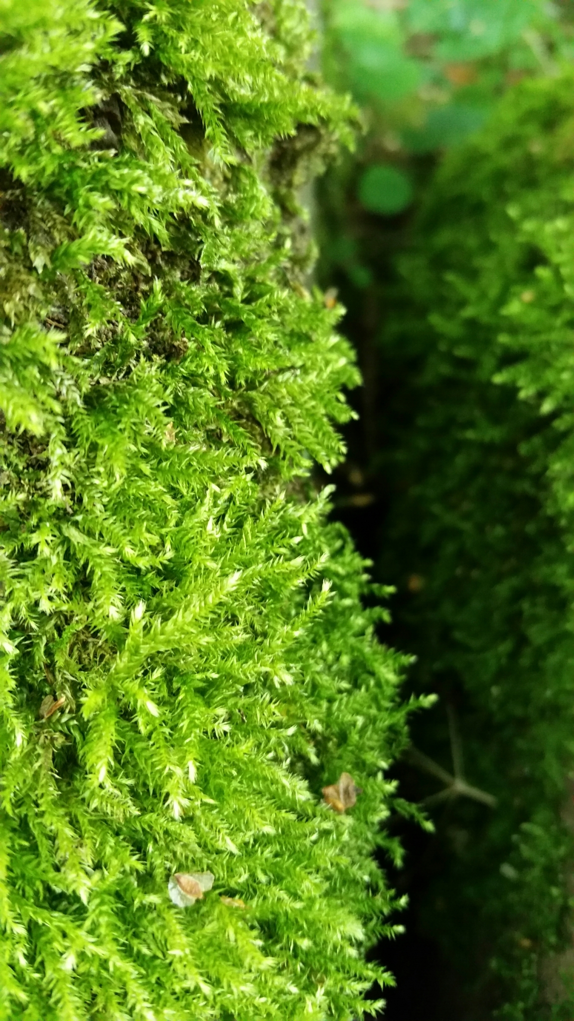 Rhynchostegium